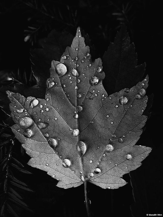 Foto Monochrome