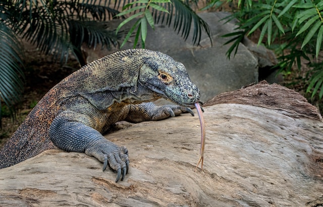 pulau komodo